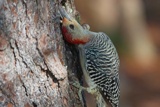 Red-bellied Woodpecker Behavior at Lakes Park Florida