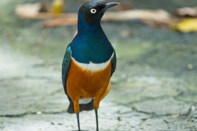 The Jewel of Light: Observing Superb Starlings at Zoo Miami