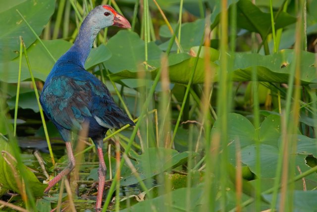 The Iridescent Beauty of the Gray-headed Swamphen at Harns Marsh Preserve