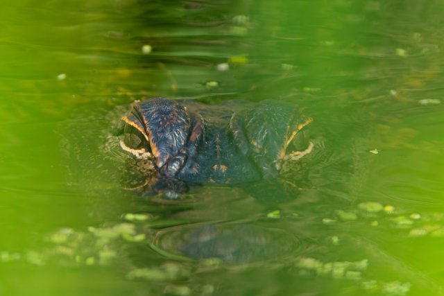 American Alligator at Lakes Park